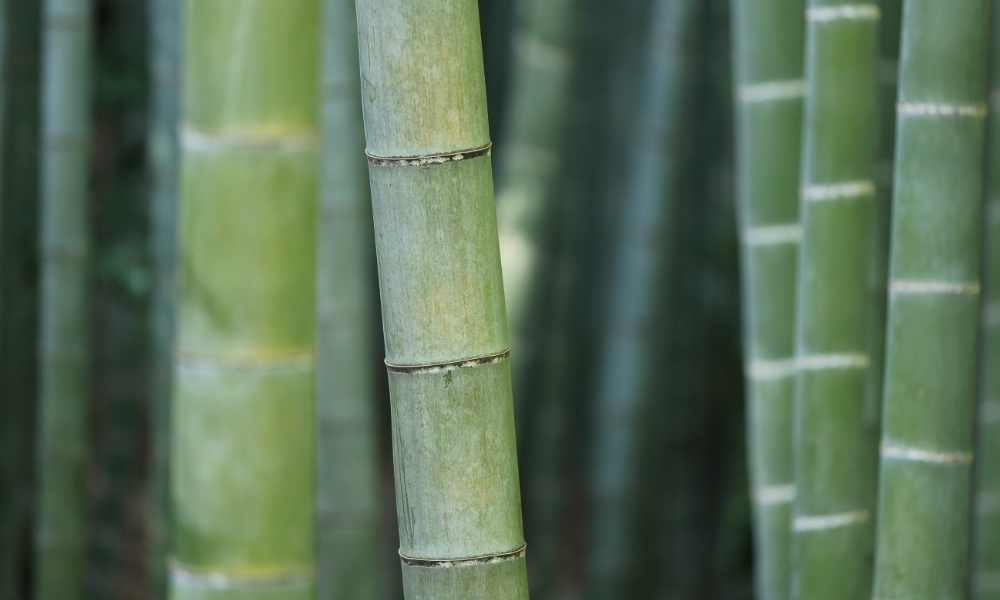 What our packaging is made from